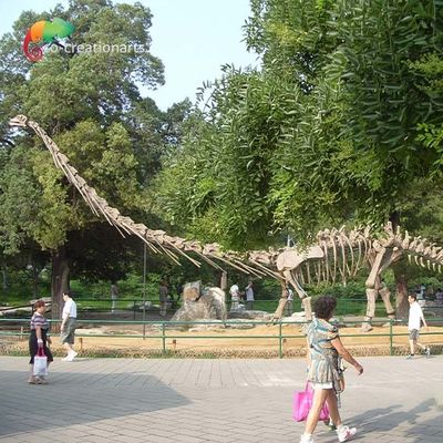 acheter Modèle grandeur nature Skeleton Mamenchisaurus Skeleton de dinosaure de Sunproof 15m online manufacture