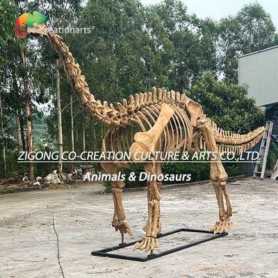 Autentique modèle personnalisé de squelette de dinosaure pour la décoration extérieure Répliques de squelette de Shunosaurus