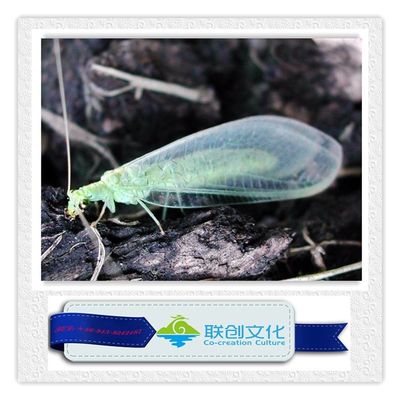 Insectes robotisés multicolores pour un divertissement imbattable dans les parcs d'attractions