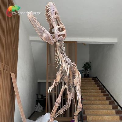 Un bon prix. Reproductions squelettiques de dinosaure imperméable de fibre de verre pour l'exposition de musée en ligne
